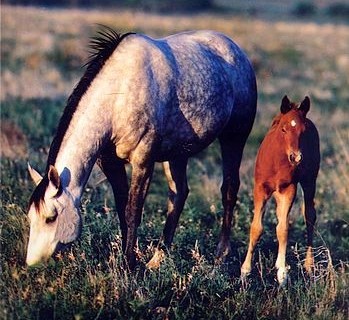 6666 Ranch_Mare and Foal