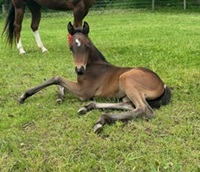 2024_Foal_Colt_SPH Nothin But Fame_The Goodbye Lane 200x
