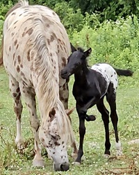 2024_Foal_Aristotle_CadlanValley Manhatten_Windy's Red Ruby 200x