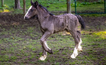 Foal