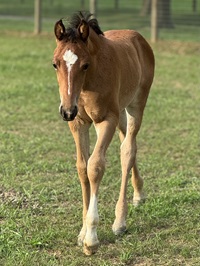 2024_Foal_Allechante_Amazing_Wrefleksion 200x