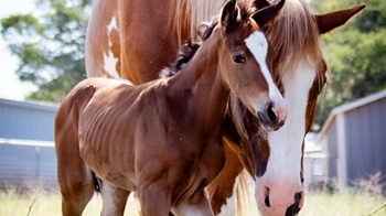 Foal