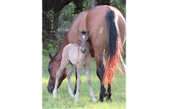 Foal