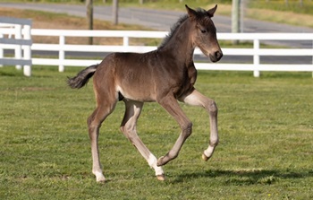 Foal