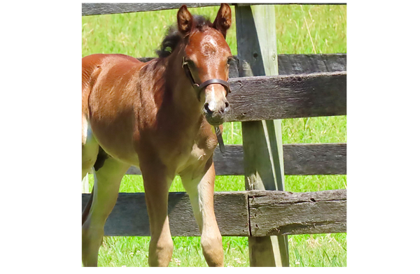 2024_Foal_Smitty_Lady Bug_CadlanValley Manhatten LG