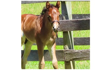 Foal