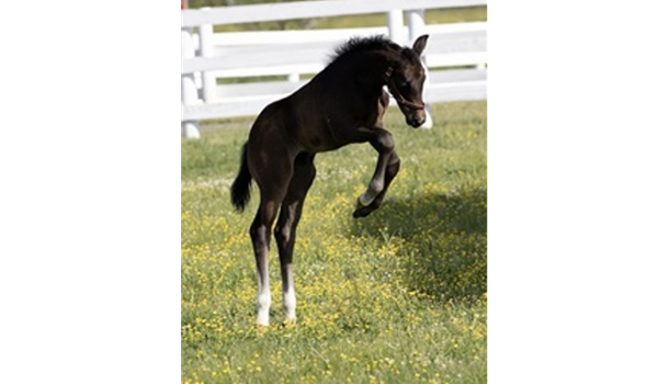 2024_Foal_Ulberto SMF_Quinnessential_Kjento LG