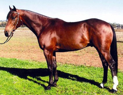 Breeders Services - Australian Stock Horse
