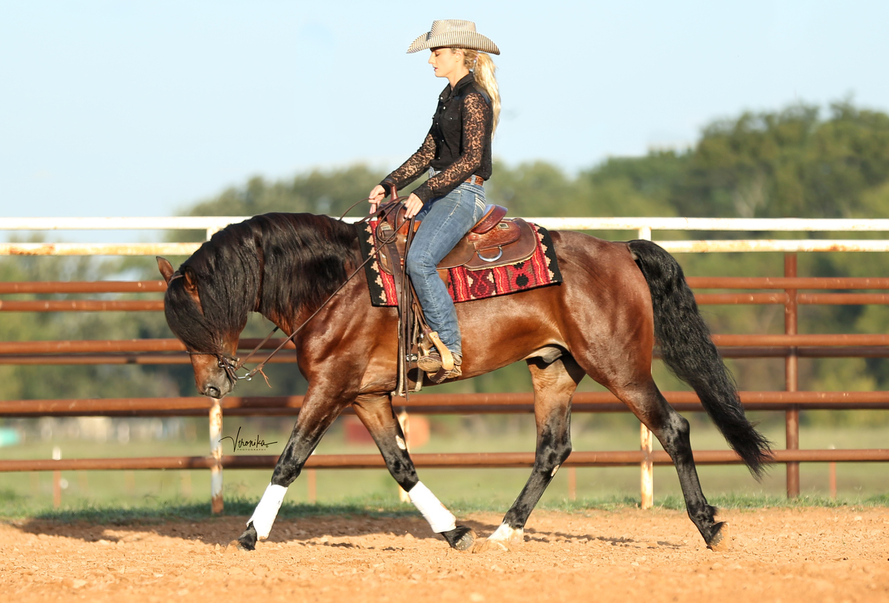 Select Breeders Services - Spring Hollow Statesman