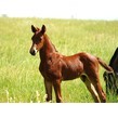 Darlin's 2024 foal d