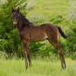 Rg bessia's dorothea 2024 foal d