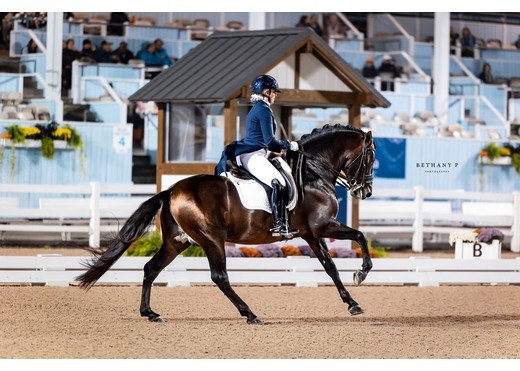 Fiti canter devon 2023 bethany p photography