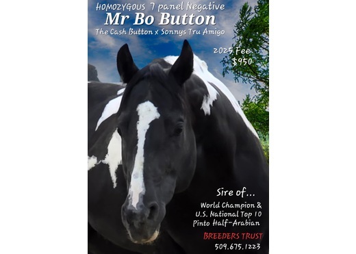 Mr bo button